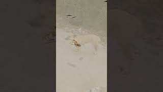 The animals in Jamaica #themagicbass #darlinestravel #urbanrain #davemarshmusic