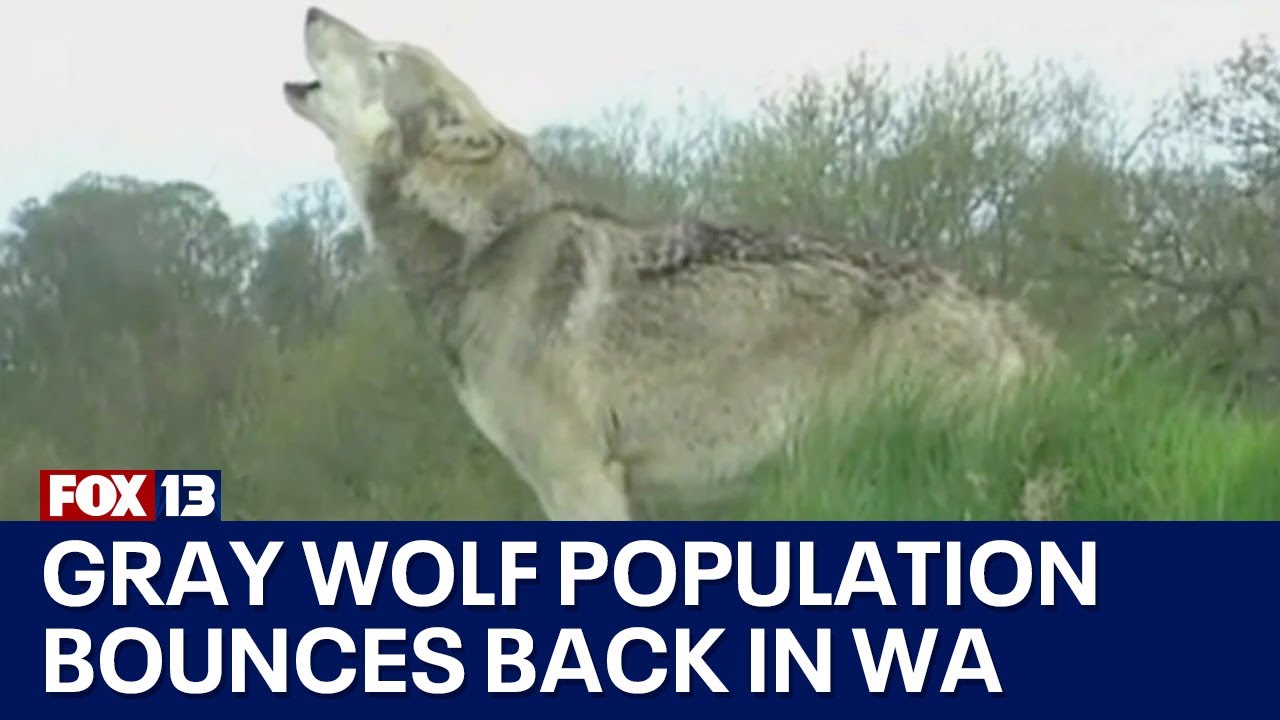 Gray wolves could get downlisted in WA