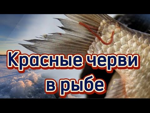 Красные Черви В Рыбе. Паразиты Рыб Беларусь