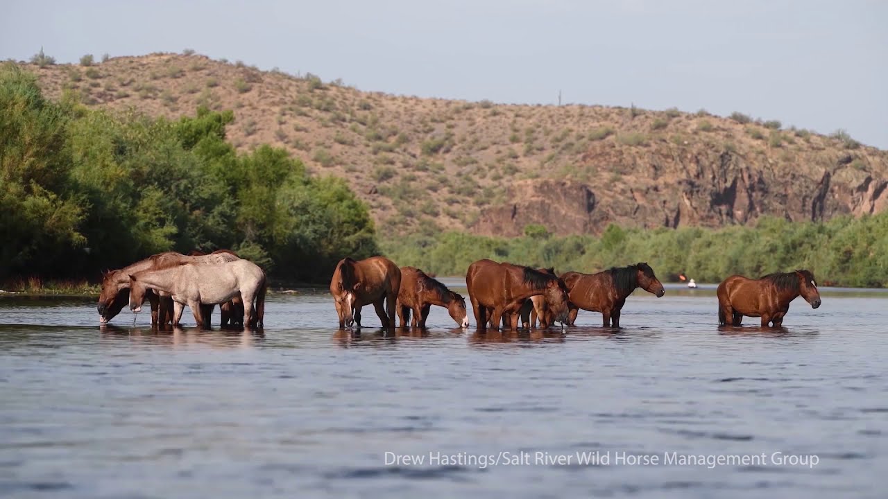 Wild Horses Peacefully Roaming Arizona's Salt River 