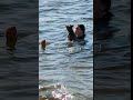 Собака на пляже  -24 Домашние животные #shorts Pets Dog कुत्ता Hund Chien Elperro Ocão ИТ IT كلب