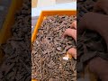 Agarwood Super Muri By Ajmal Perfume 