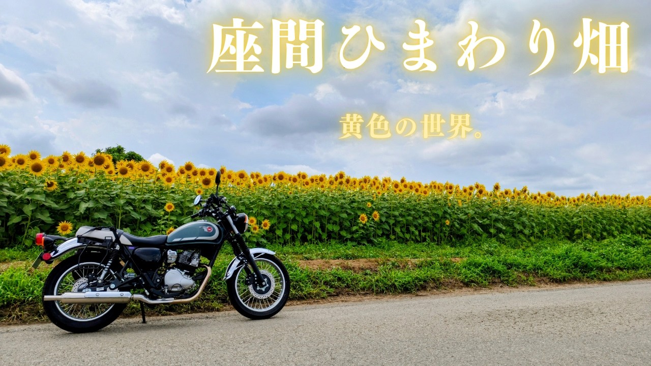 ひまわり W230] Sunflowers and Kitties. Zama Sunflower Field Touring. - YouTube