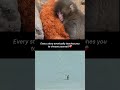 😭❤️ #sad #animal #punch kun monkey #monkey  # penguin 🐧
