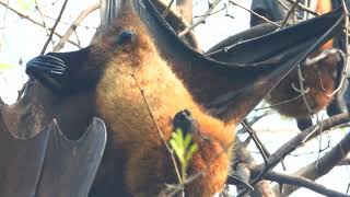 Fruit bat Flying Fox Close up