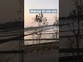 Salt cultivation in large quantity नमक की खेती#viral #funny #nature #cute #food #viral