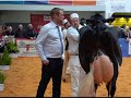 Mature holstein cow class at 2020 uk dairy expoicow huddlesford rosann 899 ex95judgeyan jacobs4k