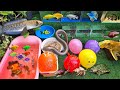 wow.. menangkap dan mencampur ikan hias di kolam, ikan cupang molly glofish lemon koi snail kurakura