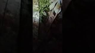 Jupará. Consegui Filmar Um Pouco Mais De Perto Ele.