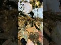 New 🎄 2023 CHRISTMAS || CHRISTMAS DECOR #shorts #homedecor