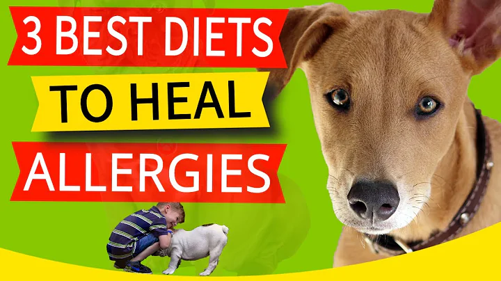 Best Diet for Dog With Allergies (Kibble, Cooked & Raw Diets Explained)