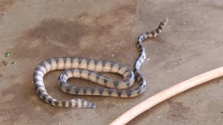 Vietnam wild food - VENOMOUS SEA SNAKE Cooked Two Ways 海蛇 / 海の蛇 / 바다뱀 - Vietnam Seafood Street Food