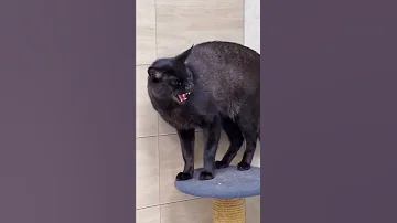 Камышовый кот Вульф пускает пузыри 😹
