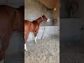 Kathiyawadi horse sound  horse loverratanpar sonu 