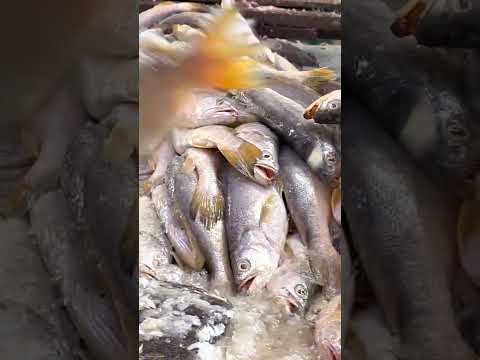 FISH 🐟 MARKET in Guyana! #shorts