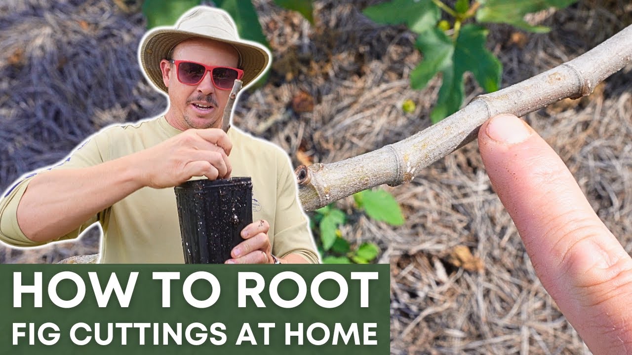 Propagating Fig Trees from Cuttings | SIMPLE AND EASY METHOD - YouTube