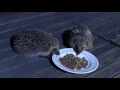 Comment nourrir et observer les hérissons de son jardin. Hedgehogs on my garden.
