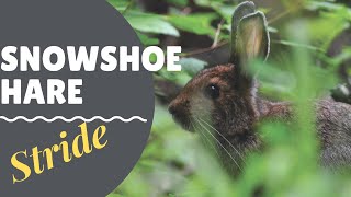 Snowshoe hare  stride | Tracking Wildlife | Video 1 of 2