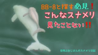 BB-8と探す　必見❗️こんなスナメリ見たことない‼️