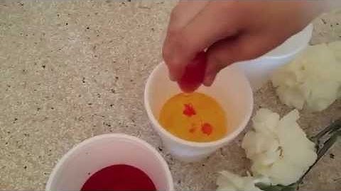 Color Changing Flowers Easy Science