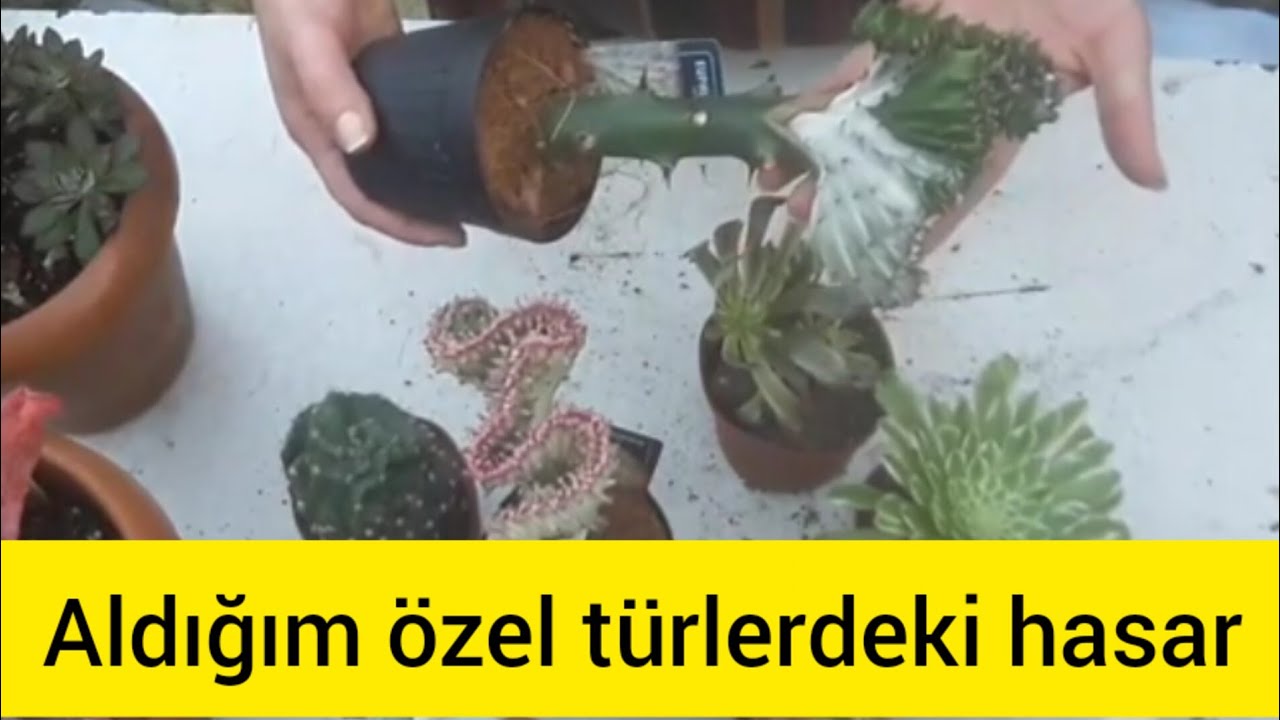 KARGO SORUNUMU NASIL ÇÖZERİM İKİ HAFTADA GELMİYOR