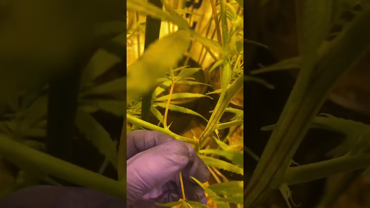 Eliminate those airy buds.