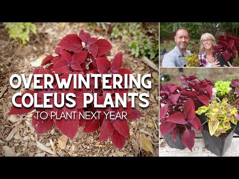 Video: Coleus svernante: consigli per svernare una pianta di Coleus