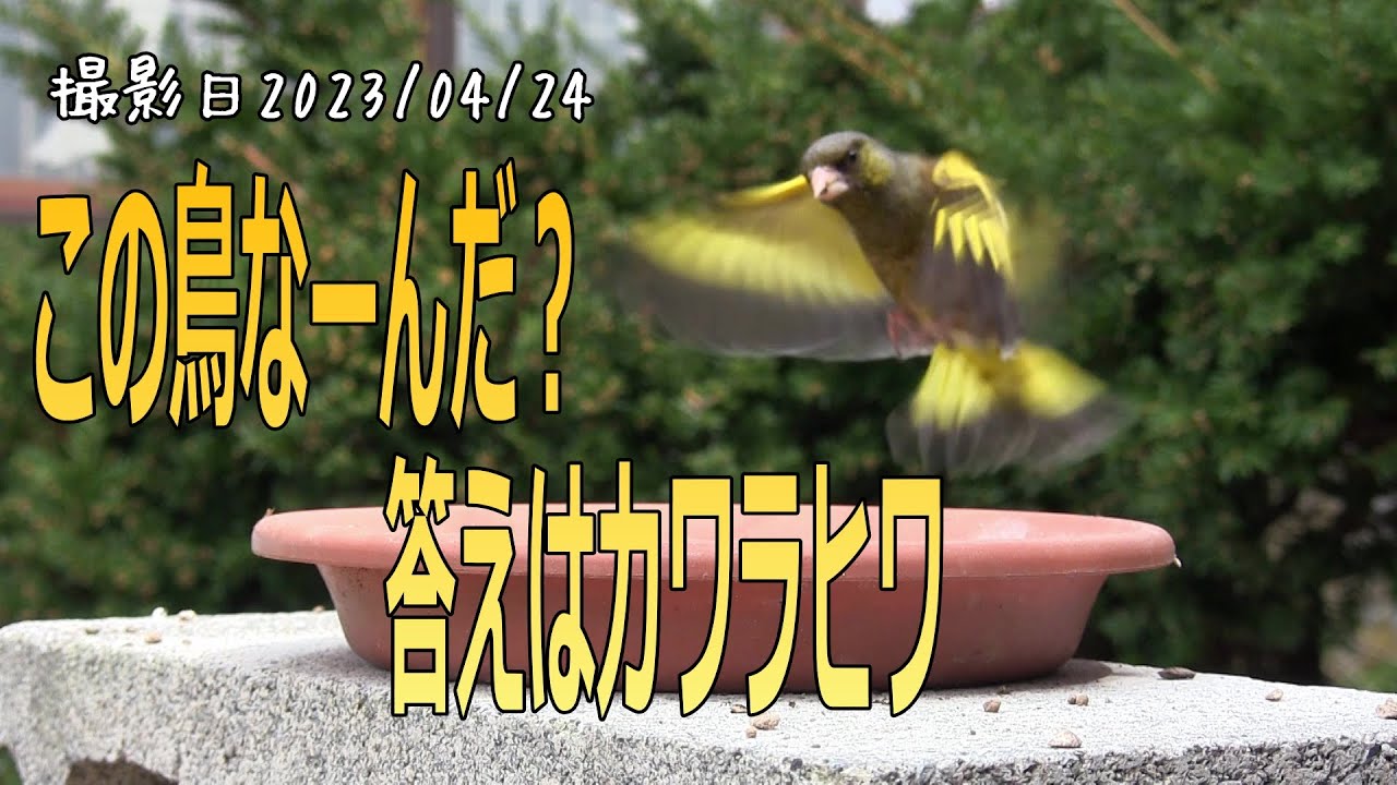 【春の野鳥観察】一見地味に見えるカワラヒワさんですが実は黄色い羽が美しい鳥です。スズメ・カワラヒワ（ Oriental Greenfinch）