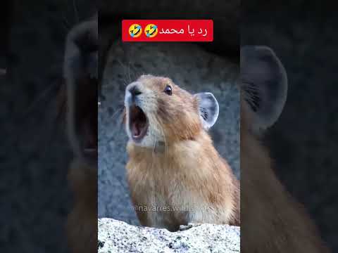 رد يا محمد