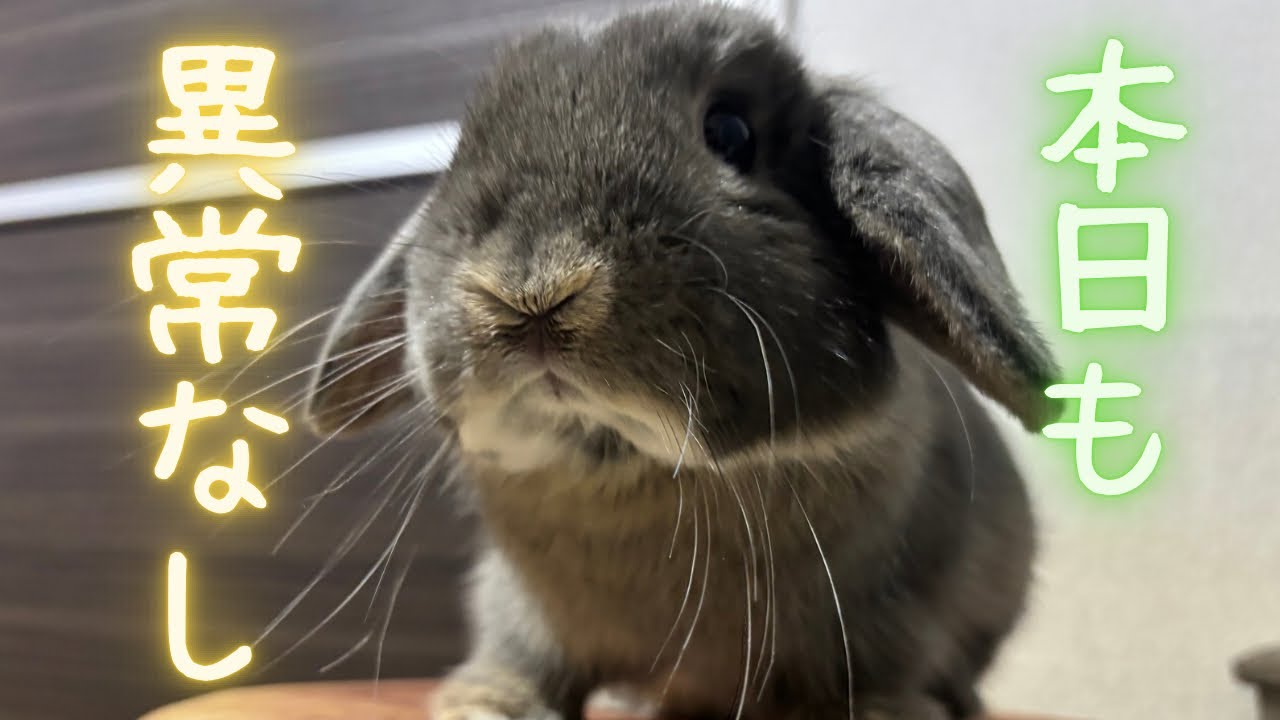 「日常」うちのうさぎの部屋んぽ、今日も平和でした☺️