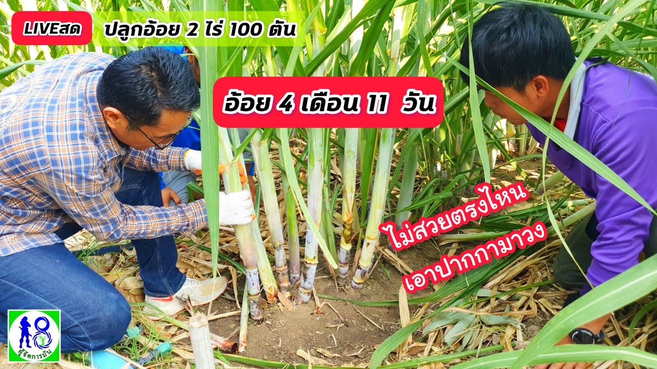 🔴LIVEสด! อ้อย 4 เดือน ปลูกอ้อย2ไร่100ตัน ผู้จัดการมัน