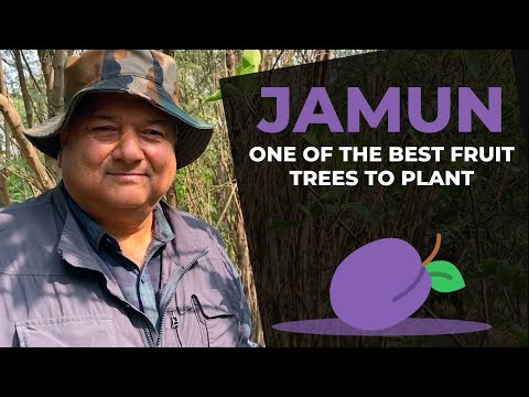 What are the benefits of planting the Jamun tree?