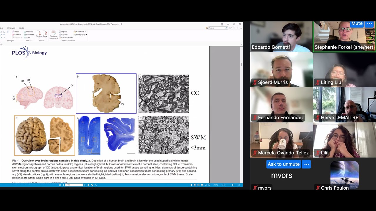 Neuroccino 8th Sept 2025 - Why Brain Highways Are Thicker Than Side ...