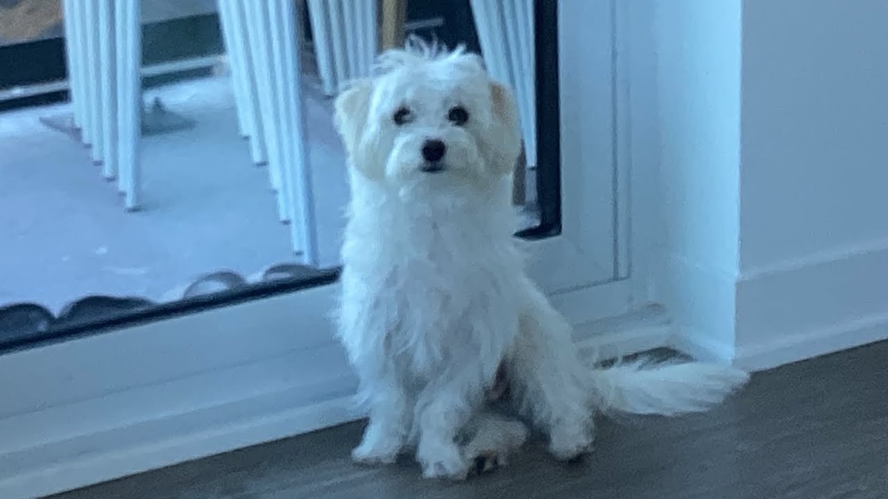 Viking axe build (pilgrammed)