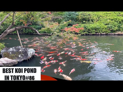 Video: Japansk koi