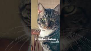 My handsome Lucipurr. #viral #catvideos #fypシ゚viral #cat #cats #catshorts #love #viralvideo #cute