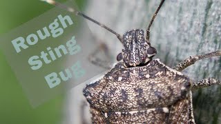 Rough Stink Bug #bugs #insects 