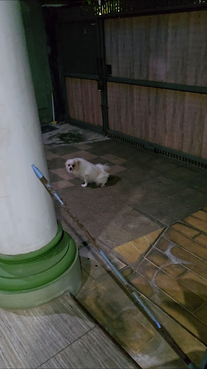 I need to pee but I have to open the door #2pomeranian #funny #dog #pets #short