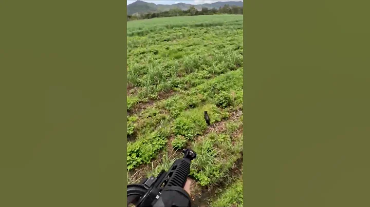 Выстрел в голову кабану с вертолёта! 🐗🚁 #охотанакабана #дикий #wildboar #hunting #chasse