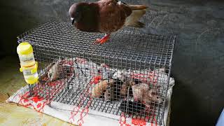 Dobee And Our 9 Little Humster 3 Weeks Old...cage Cleaning