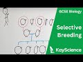 Selective Breeding Quiz