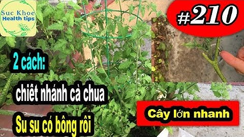 Chiết nhánh cà chua MAU LỚN 2 cách, xem Su su XÀ LÁCH dưa leo, propagate tomato plant #210
