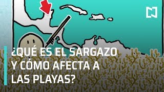 Qué Es El Sargazo Y Cómo Afecta A Las Playas Mexicanas? - A Las Tres