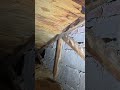 Inspector to the rescue. Roof leak. Sewer fail.. Home Inspection Adventures with JacobAM Inspections