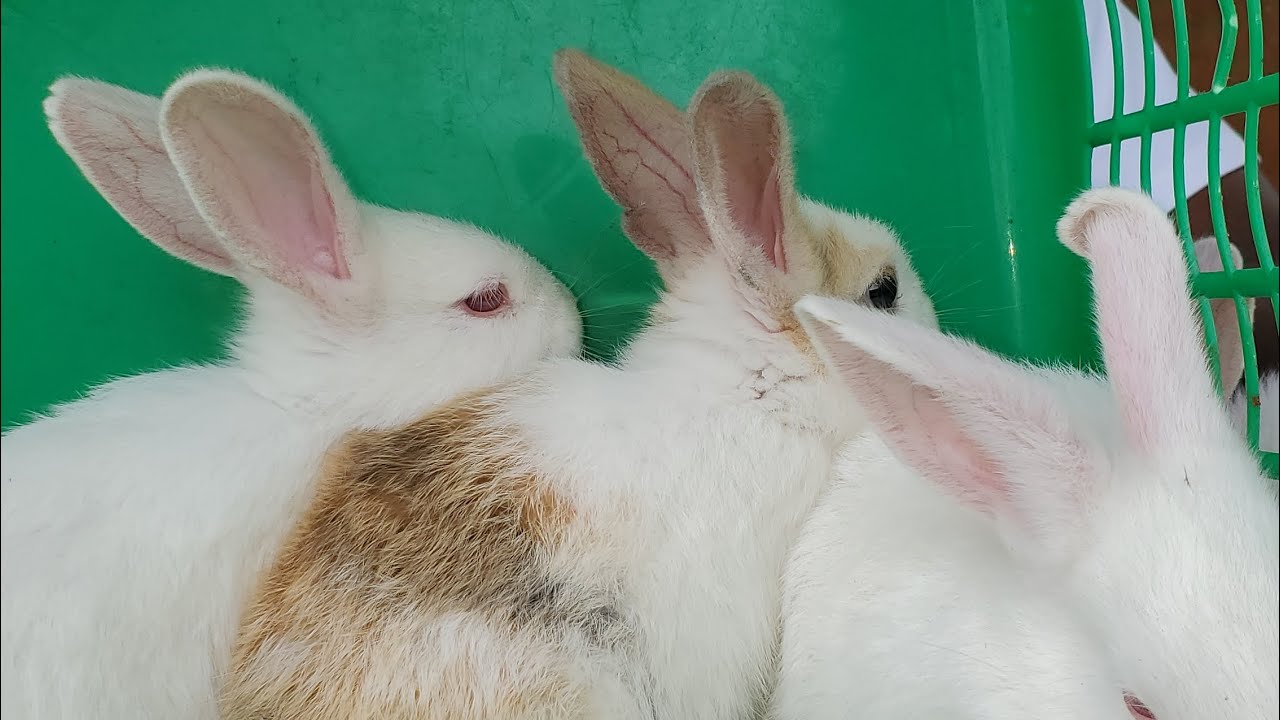 Rabbit Farming: A profitable agribusiness