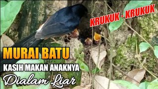 Download Lagu MURAI BATU DI ALAM LIAR - MELOLOH ANAKNYA DI SARANG MP3
