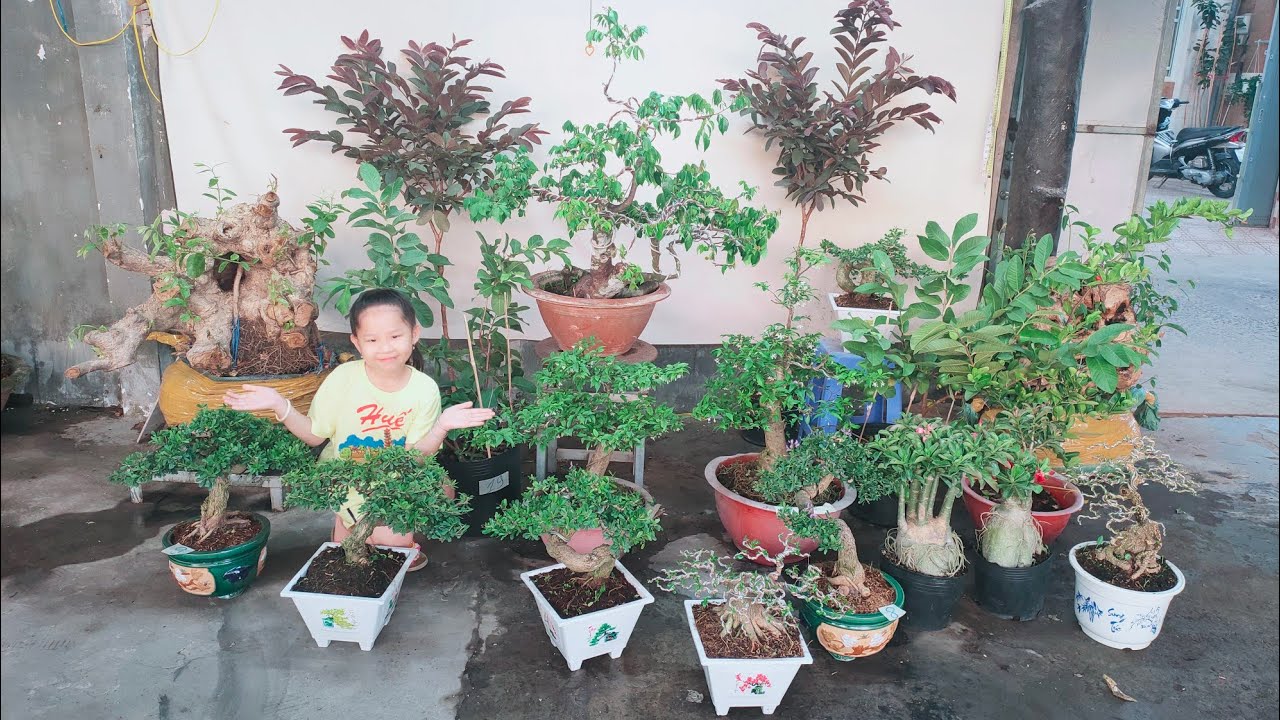 ltk bonsai lợi nguyên clip 99 giao lưu cây cảnh bonsai đa dạng chủng