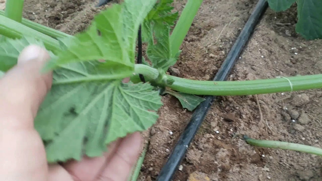 معاملات الكوسه من 15 الى 20 يوم الفديو الثالث .....