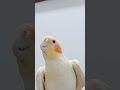 يلله السلام عليكم يا جماعة و عليكم السلام كوكو كوكا دوبلاج اكسبلور دبلجة مضحكة السعودية Birds 