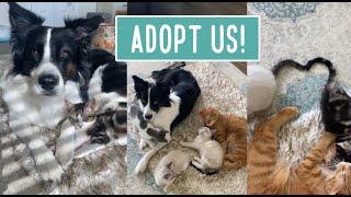 Available for Adoption!